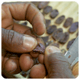 Piano Cacao
