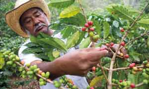 Un agricoltore di caffè colombiano