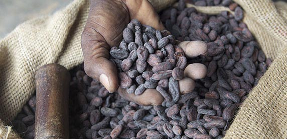 Cacao sostenibile