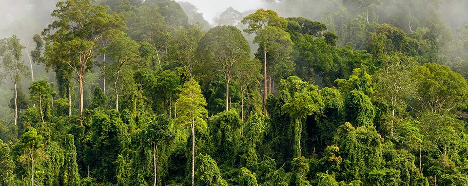 No alla deforestazione