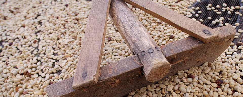 Il pregiato caffè del Sud Sudan contro guerra e povertà