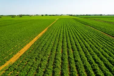 Campo di pomodoro