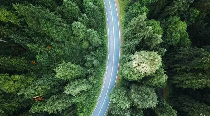 Road across the woods